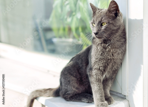 Cute gray kitten sitting on the window.
