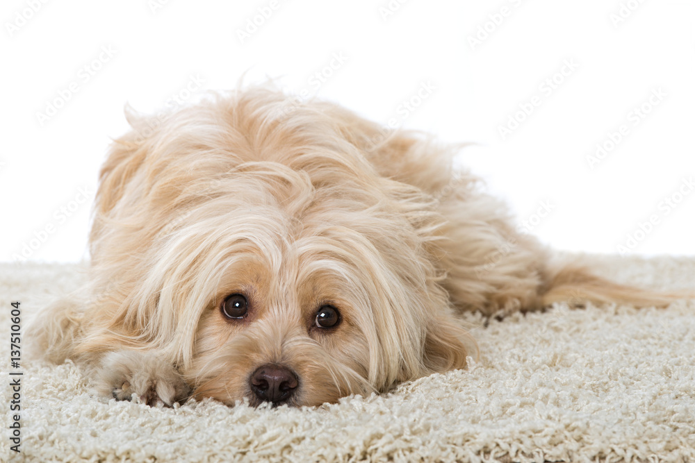 Mischlingshund Stock-Foto | Adobe Stock