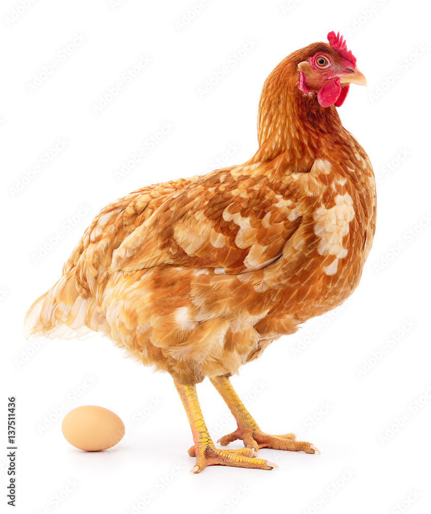 Fototapeta premium Brown hen with egg.
