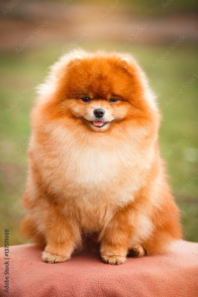 Pomeranian redhead in nature Pomeranian redhead in nature