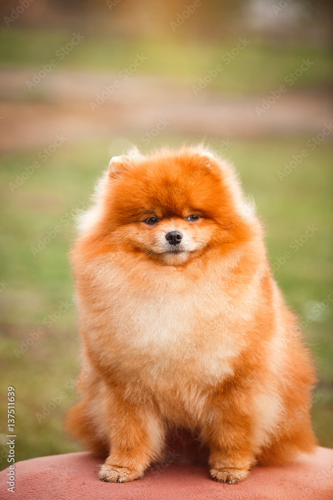 Pomeranian redhead in nature Pomeranian redhead in nature