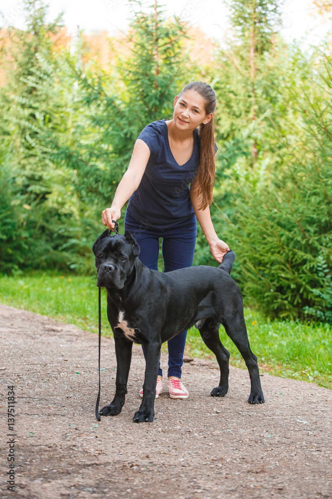 Handler with a dog Cane Corso Italian Mastiff Handler with a dog Cane Corso Italian Mastiff