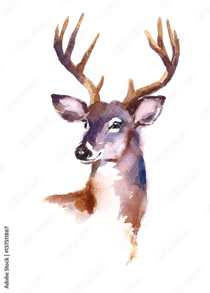 Fototapeta premium Akwarela jelenia ręcznie malowane ilustracja na białym tle