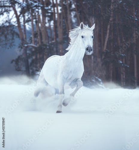 White horse runs on snow on dark forest background