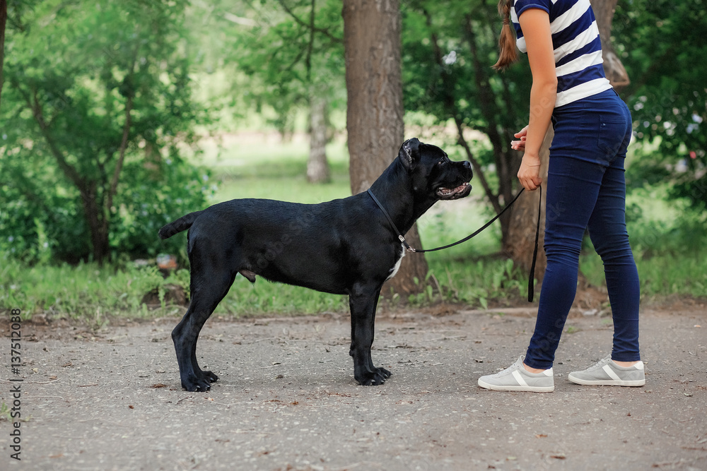 Handler with a dog Cane Corso Italian Mastiff
