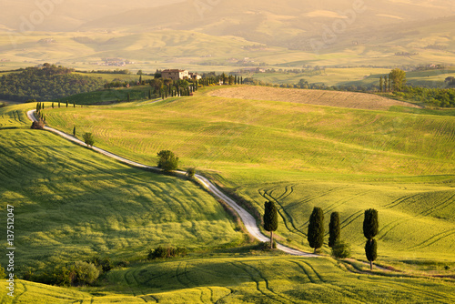Cypress trees along Gladiator Road strada bianca in Tuscany