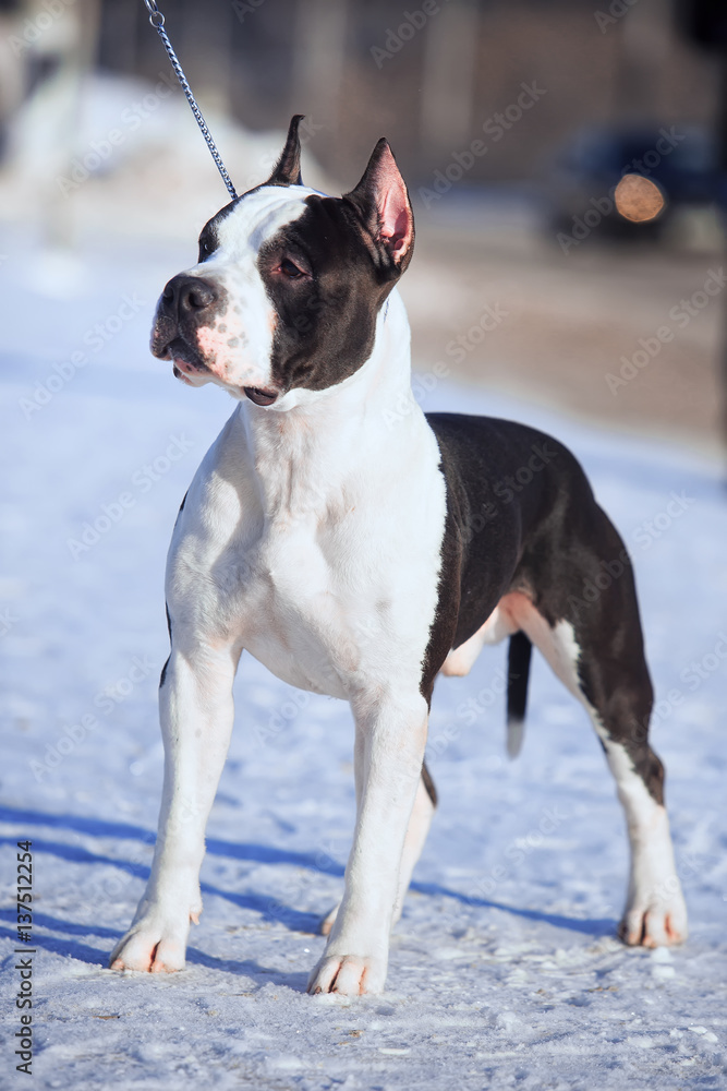 American Staffordshire Terrier stay in the snow