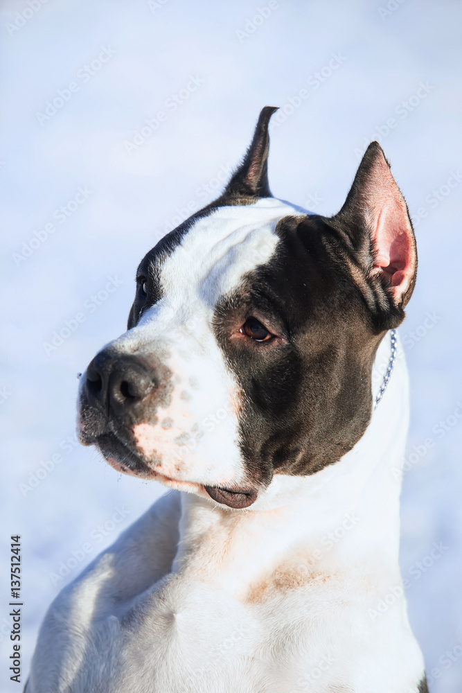 American Staffordshire Terrier stay in the snow American Staffordshire Terrier stay in the snow