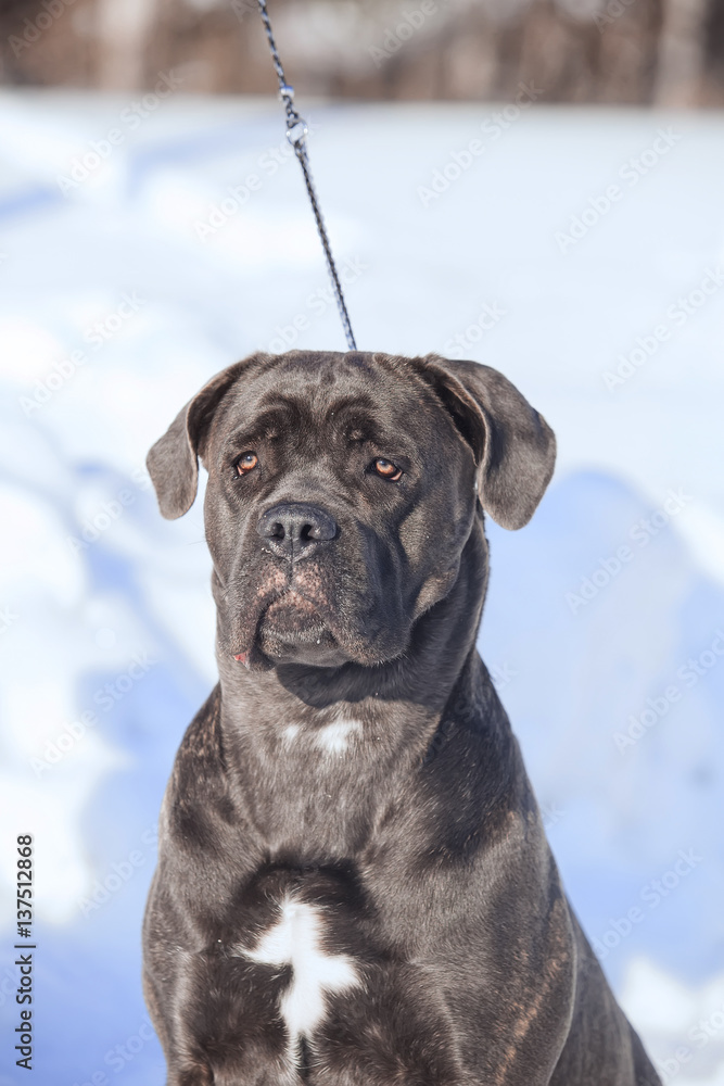 cane corso italiano dog winter portrait cane corso italiano dog winter portrait