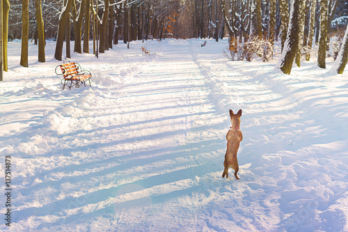  Dog on hind legs in winter in the alley looking for ... Grief, despair, waiting. © Pro100Dzu