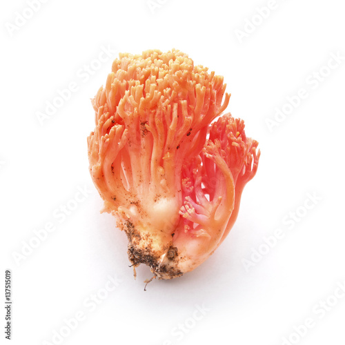 ramaria botrytis mushroom