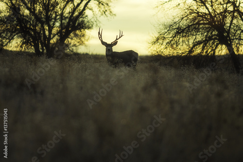 A deer in the morning