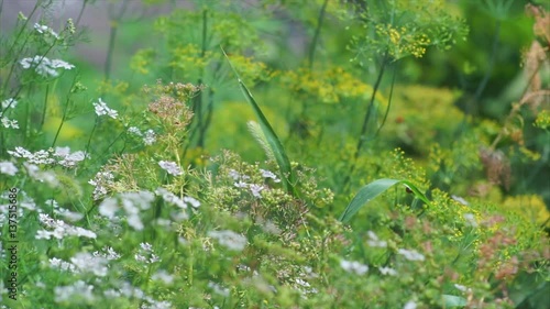 Wallpaper Mural Microcosm garden plants. Blooming fennel and arugula Torontodigital.ca