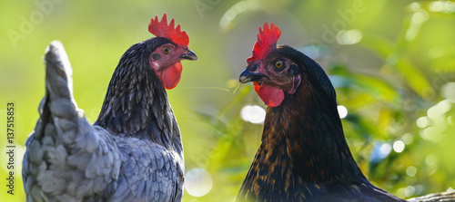 hens in the garden on a farm - free breeding