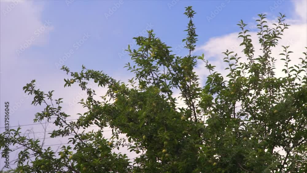 Branch of Apple tree with fruit swinging in the breeze on blue sky background. Branch of Apple tree with fruit swinging in the breeze on blue sky background.