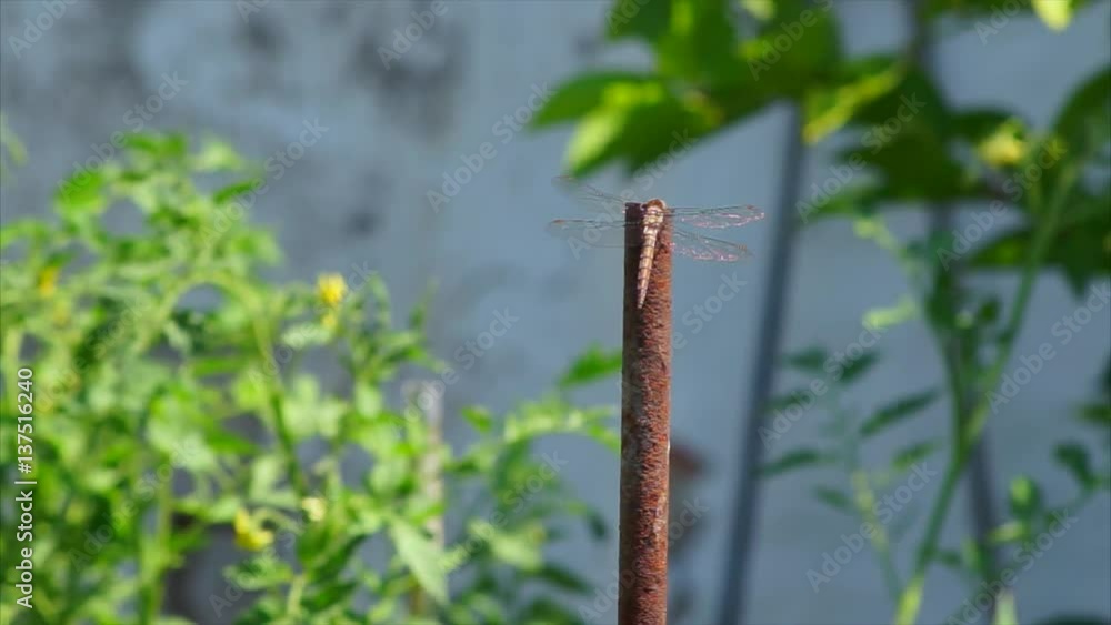 dragonfly with crystal gold wings is sitting on the bough. dragonfly with crystal gold wings is sitting on the bough.