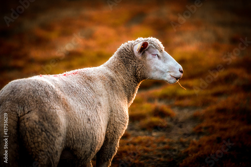 mouton