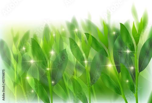 お茶　緑　葉　背景