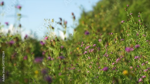 butterfly on field flowers