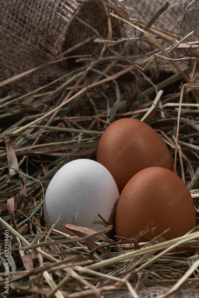 Ecological natural fresh eggs in bird nest born Ecological natural fresh eggs in bird nest born