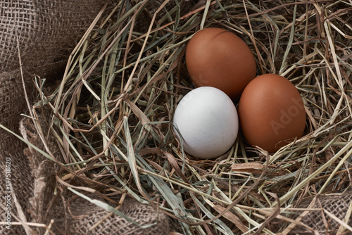 Ecological natural fresh eggs in bird nest born photo