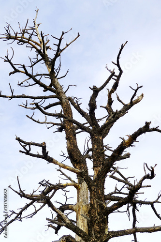 Stark tree against sky