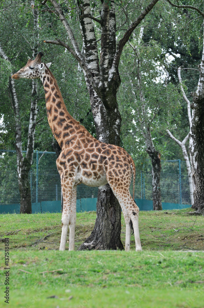 Esemplare di Giraffa Masai (Giraffa tippelskirchi) in un parco zoologico Esemplare di Giraffa Masai (Giraffa tippelskirchi) in un parco zoologico