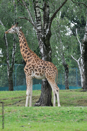 Esemplare di Giraffa Masai  Giraffa tippelskirchi  in un parco zoologico