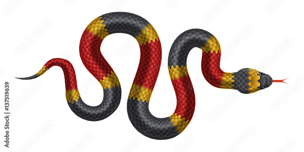Fototapeta premium Vector tropical snake isolated on white background.