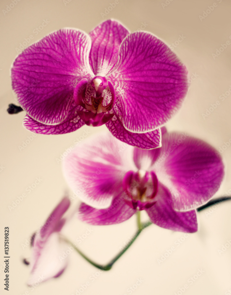beautiful flower orchid branch on cream background beautiful flower orchid branch on cream background