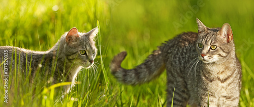 Photography cats in grass