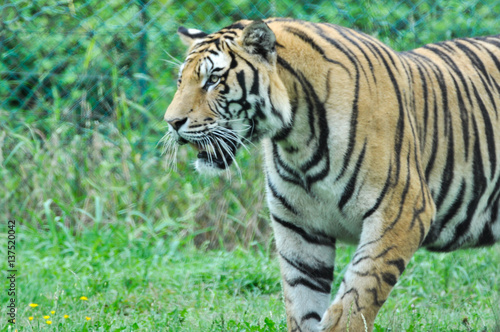 Tigre in un parco zoologico