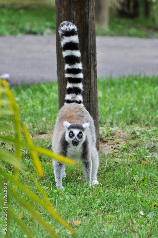 Obraz premium Lemure dalla coda ad anelli (Lemur catta) in un parco zoologico