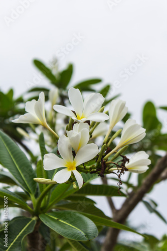 white Frangipani flower,Plumeria © prwstd