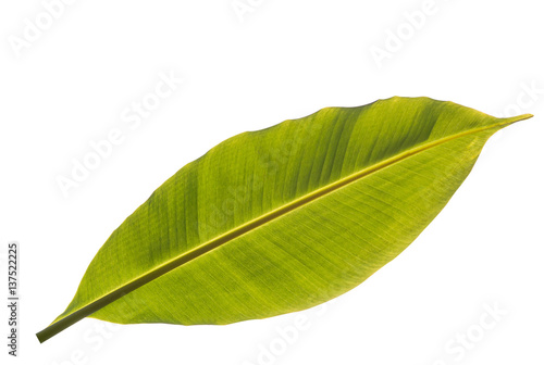 Abstract texture of Banana leaf on white background,Leaves