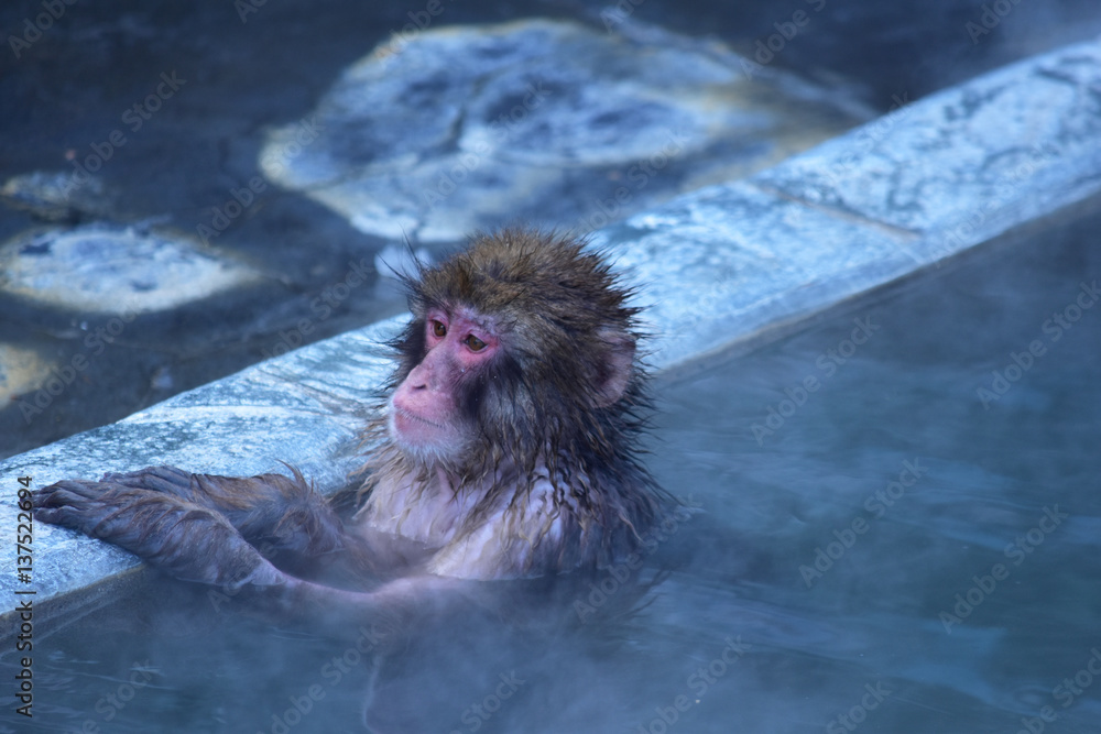 Obraz premium 静かに入浴する猿