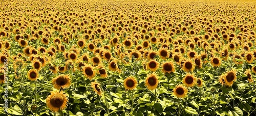 Φωτογραφία Sunflowers Everywhere
