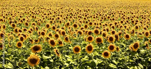 Sunflowers Everywhere