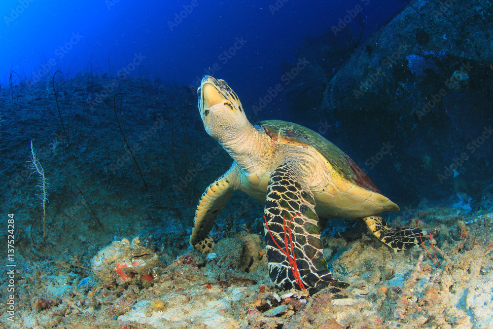 Obraz premium Hawksbill Sea Turtle