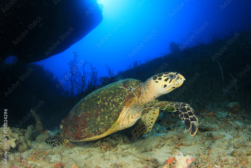 Naklejka premium Hawksbill Sea Turtle
