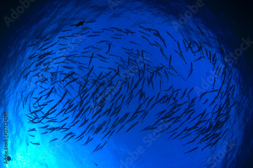 Barracuda fish sea ocean