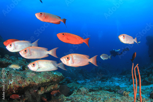 Fototapeta Naklejka Na Ścianę i Meble -  Scuba diving coral reef and fish in ocean