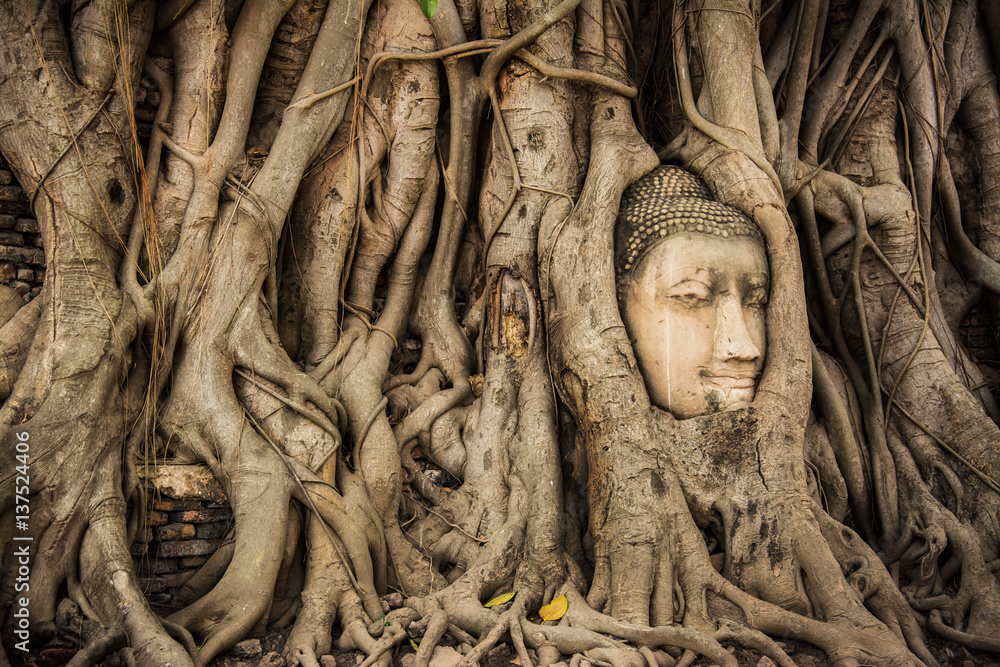 Buddha Head Tree Wat Maha That (Ayutthaya). buddha statue trapped in Bodhi Tree roots. Ayutthaya historical park Buddha Head Tree Wat Maha That (Ayutthaya). buddha statue trapped in Bodhi Tree roots. Ayutthaya historical park