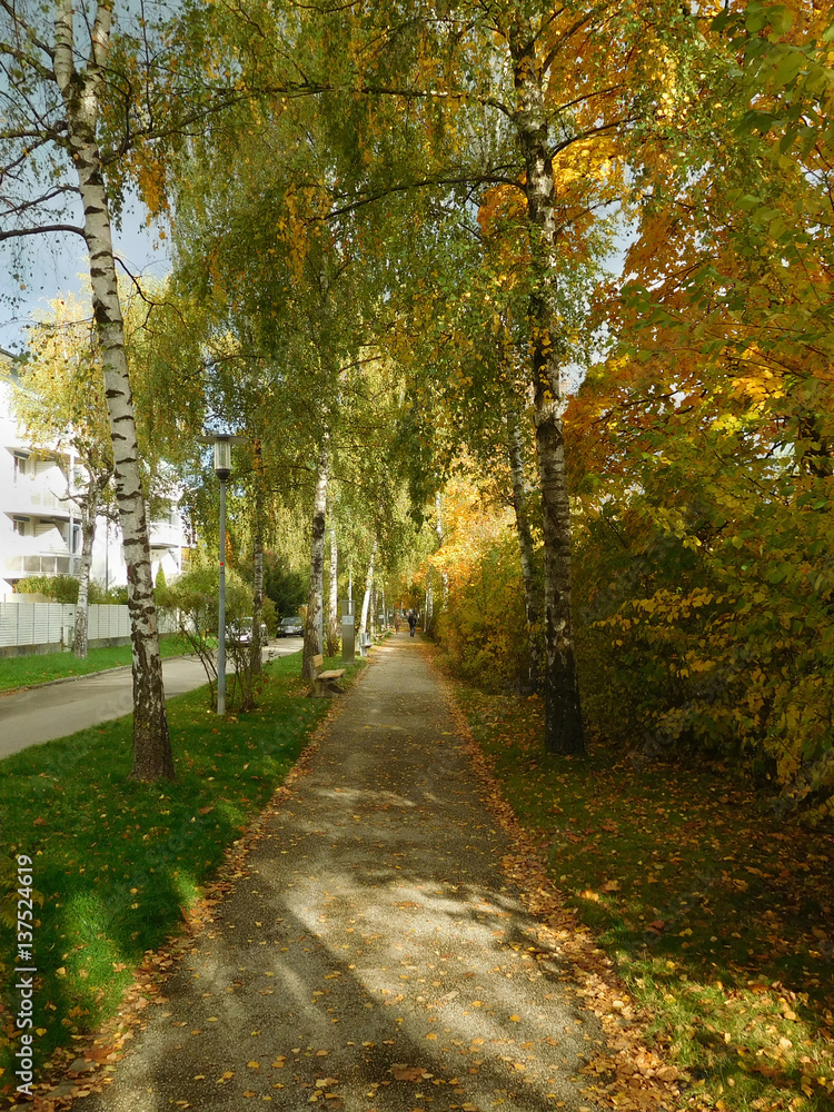 Fototapeta premium Birkenallee im Herbst