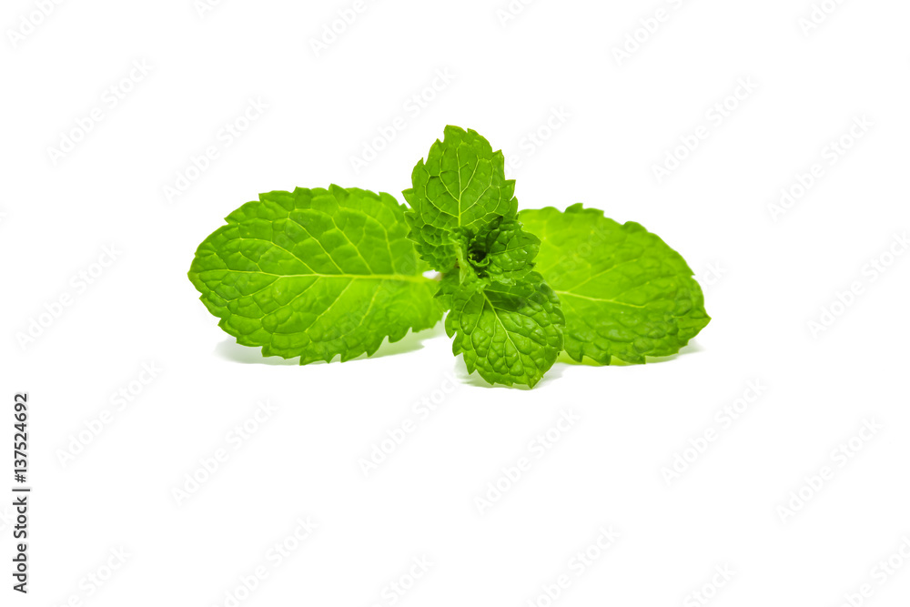 Mint leaves. Mint leaves.