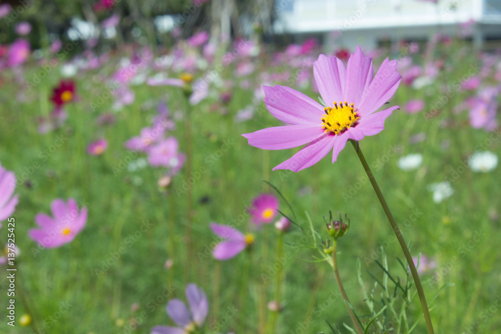 Fototapeta premium flowers