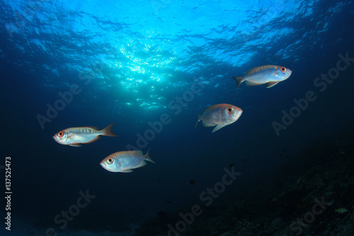 Snapper fish school underwater