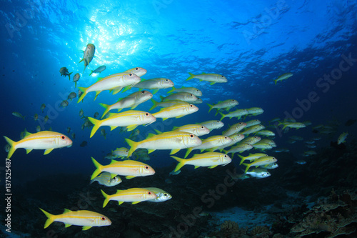 Fototapeta Naklejka Na Ścianę i Meble -  Coral reef and fish in underwater ocean