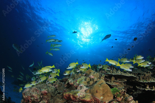 Fototapeta Naklejka Na Ścianę i Meble -  Snapper fish school underwater