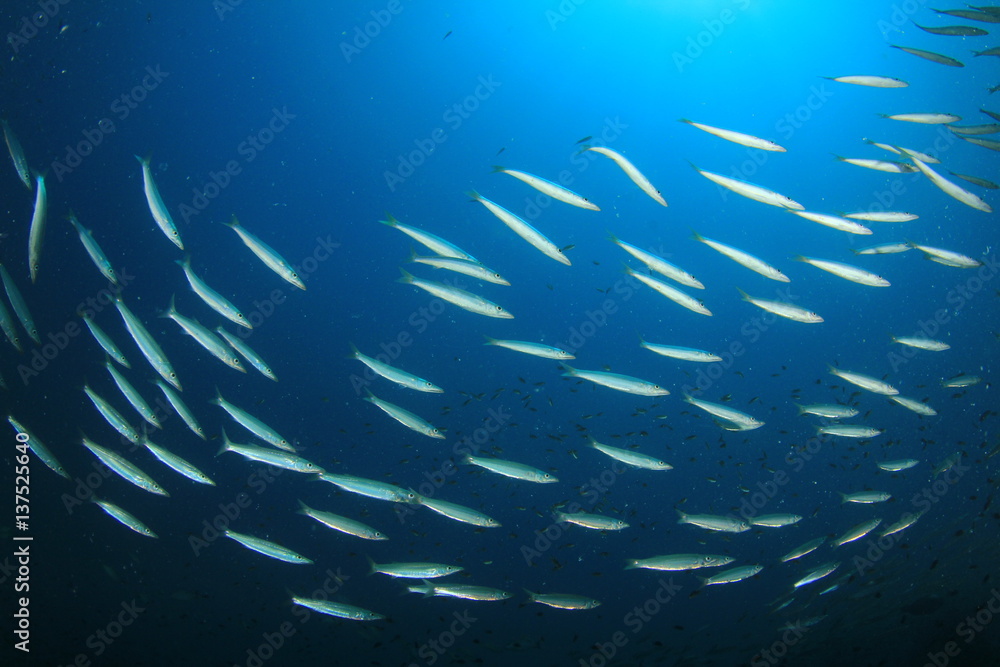 Fototapeta premium Fish school underwater. Barracuda fish in ocean